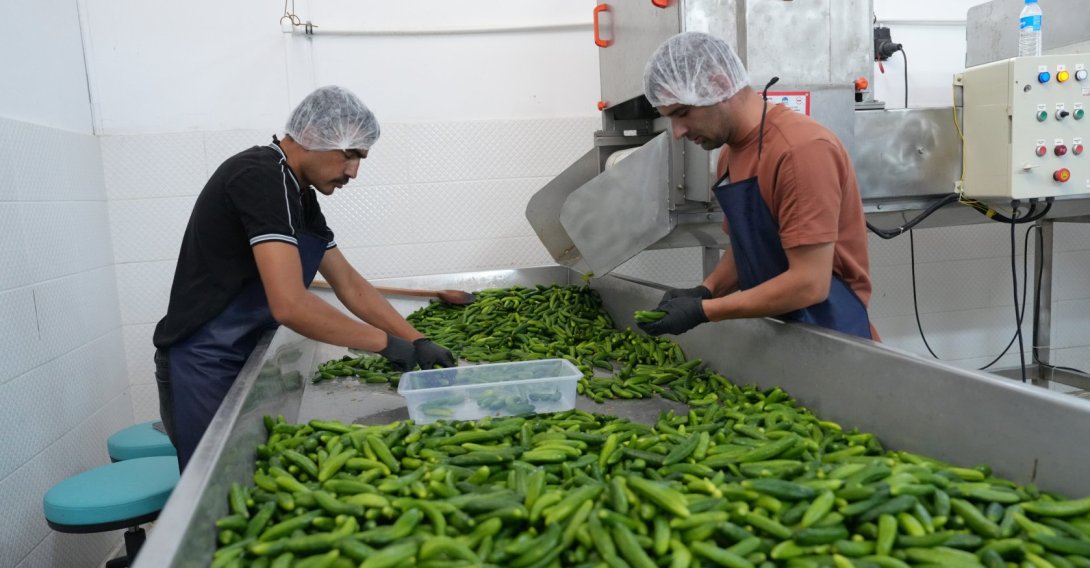 Workers prepare traditional pickles at a production facility, Çubuk, Ankara, Türkiye, Aug. 19, 2026. (AA Photo)