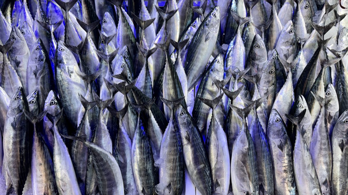 A view of bonitos at a fish market, Sinop, Türkiye, Aug 24., 2026. (AA Photo)