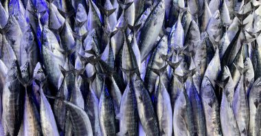 A view of bonitos at a fish market, Sinop, Türkiye, Aug 24., 2026. (AA Photo)