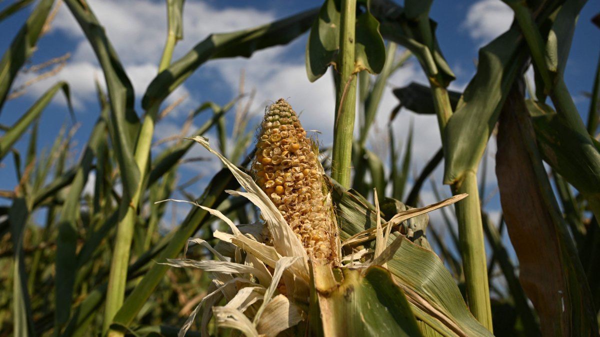A picture shows a yellowing, dried ear of corn in a field, Selm, Germany, Aug. 10, 2026. (AFP Photo)