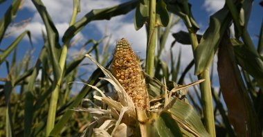 A picture shows a yellowing, dried ear of corn in a field, Selm, Germany, Aug. 10, 2026. (AFP Photo)