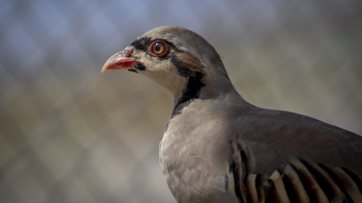 A partridge raised in the Chukar Partridge Breeding Station to combat ticks and insects nationwide, Malatya, Türkiye, Aug. 24, 2026. (AA Photo)