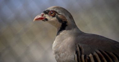 A partridge raised in the Chukar Partridge Breeding Station to combat ticks and insects nationwide, Malatya, Türkiye, Aug. 24, 2026. (AA Photo)