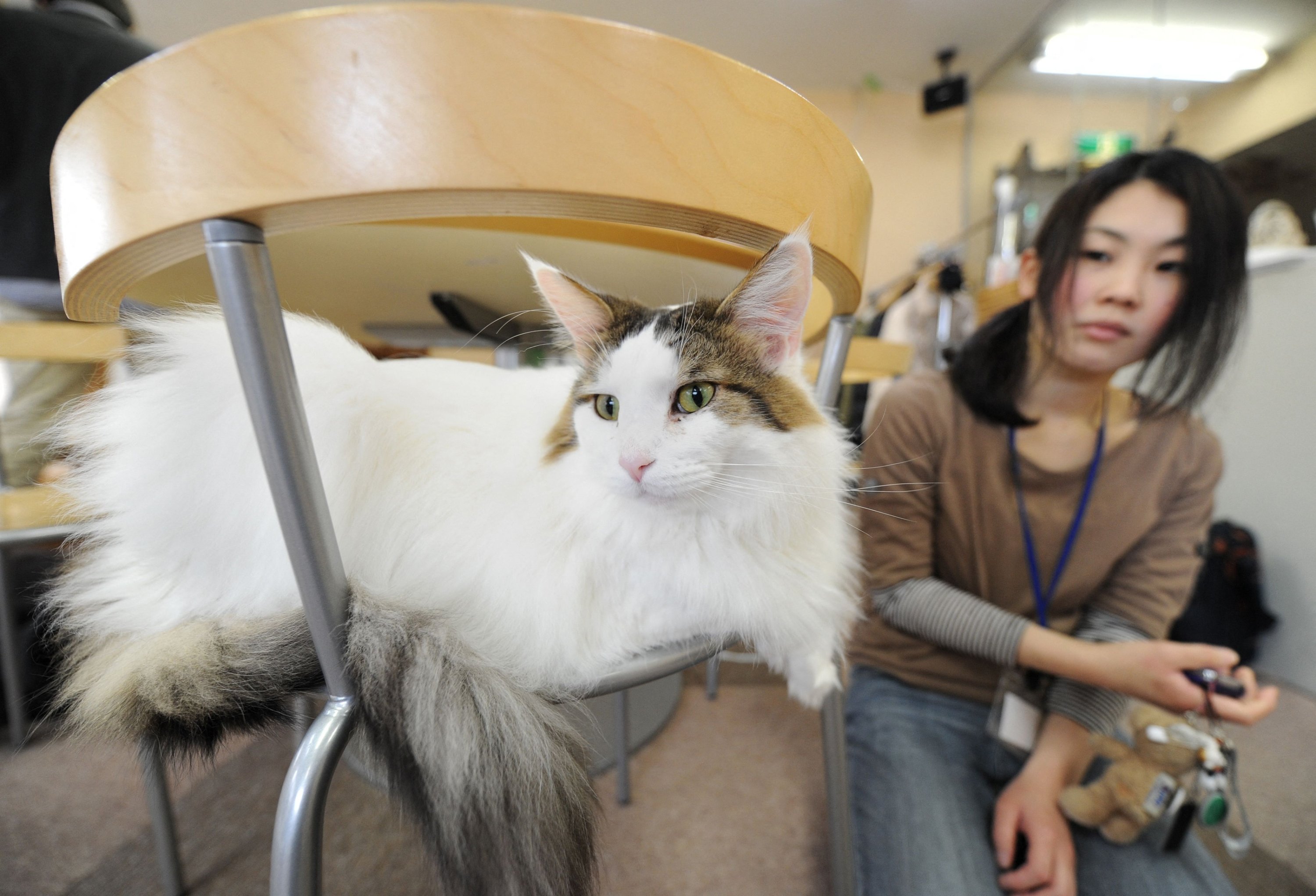 Japan plans survey of animal cafes amid hygiene, welfare concerns