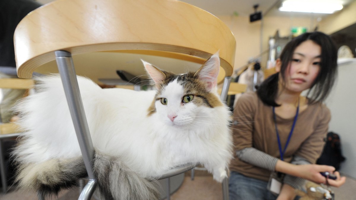 A Japanese youth looks a cat at a "cat cafe," Tokyo, Japan, Feb. 23, 2012. (AFP Photo)
