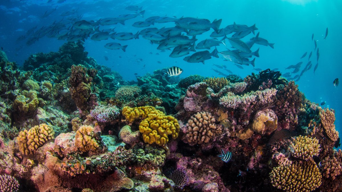 A vibrant coral reef teeming with a school of tropical fish. (Shutterstock Photo)