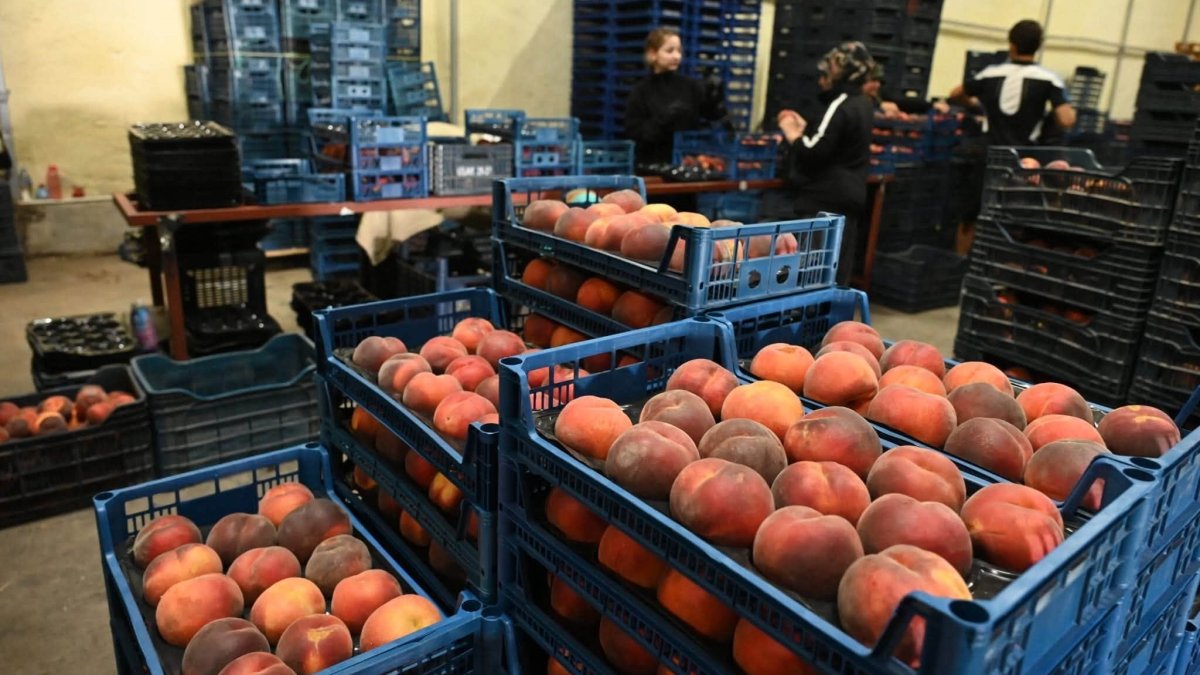 Baskets filled with peaches are packed in Denizli province, western Türkiye, Aug. 26, 2026. (IHA Photo)