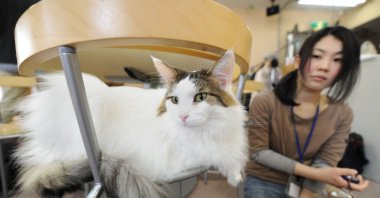 A Japanese youth looks a cat at a "cat cafe," Tokyo, Japan, Feb. 23, 2012. (AFP Photo)