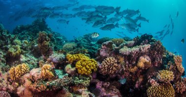 A vibrant coral reef teeming with a school of tropical fish. (Shutterstock Photo)