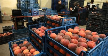 Baskets filled with peaches are packed in Denizli province, western Türkiye, Aug. 26, 2026. (IHA Photo)