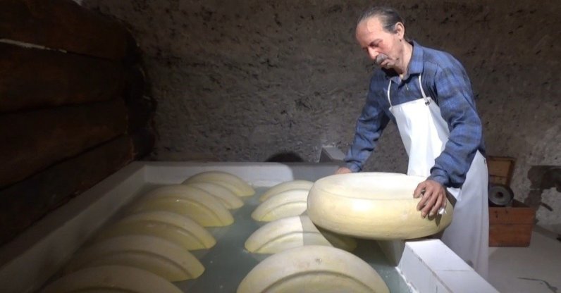 An exhibit showcasing the gravyer cheeses at the Kars Cheese Museum, Kars, eastern Türkiye, April 1, 2025. (İHA Photo)

