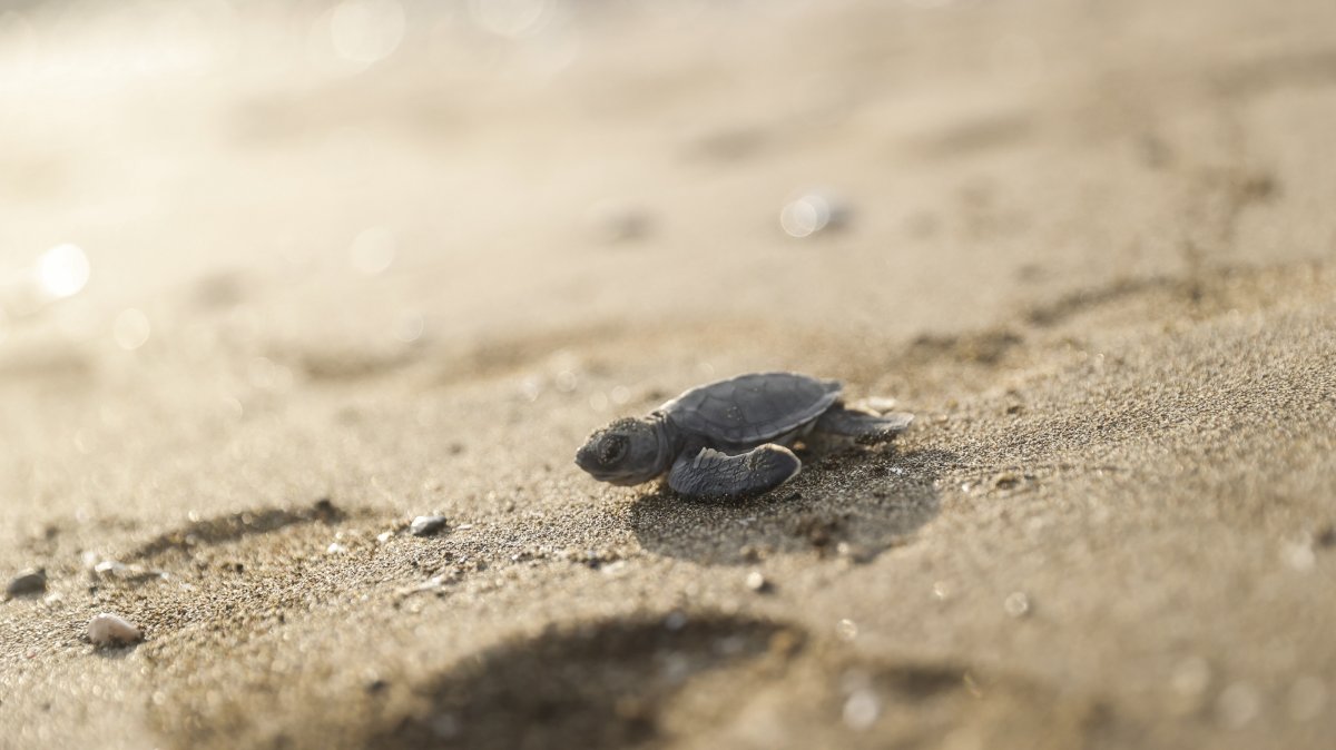 A sea turtle hatchling emerges from its nest on the beach, as hatchlings continue making their way to the sea, Mezitli district, Mersin, Türkiye, Aug. 28, 2026. (AA Photo)