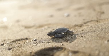 A sea turtle hatchling emerges from its nest on the beach, as hatchlings continue making their way to the sea, Mezitli district, Mersin, Türkiye, Aug. 28, 2026. (AA Photo)