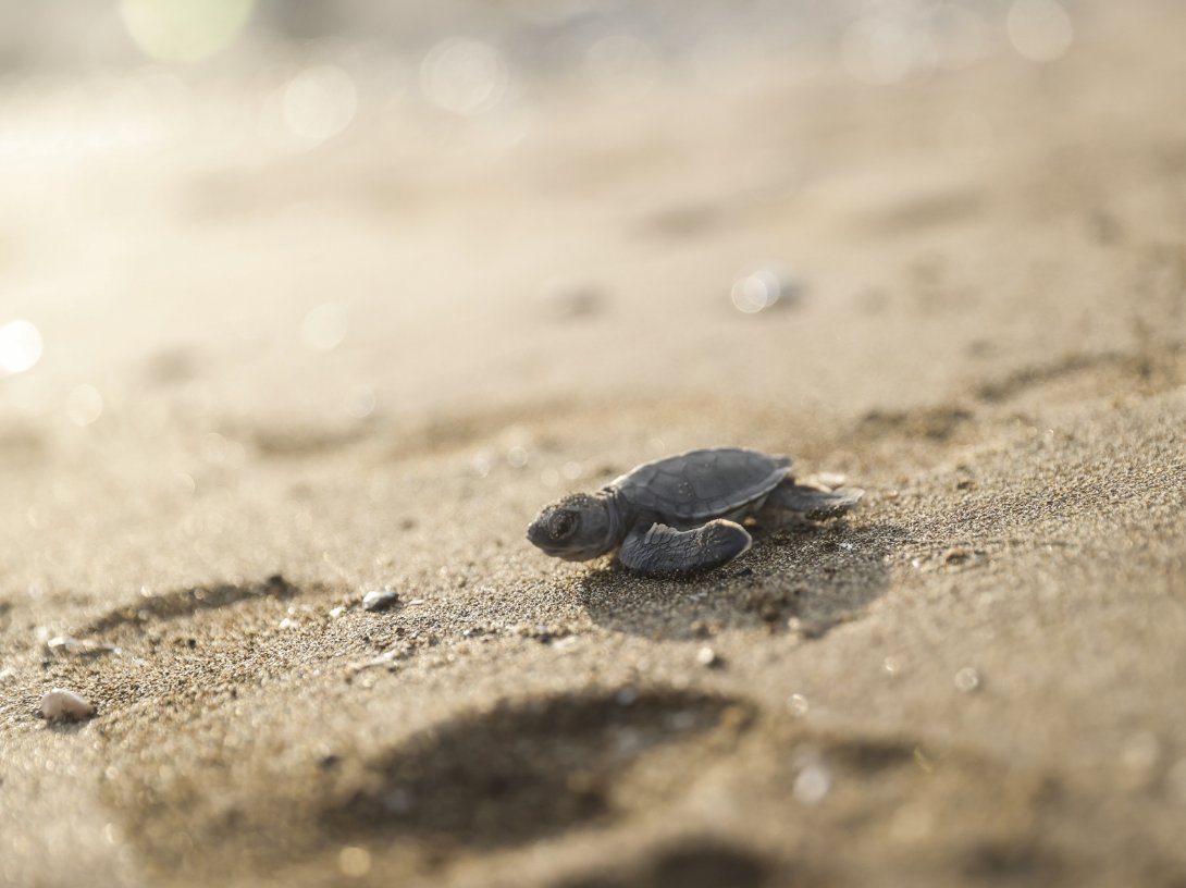A sea turtle hatchling emerges from its nest on the beach, as hatchlings continue making their way to the sea, Mezitli district, Mersin, Türkiye, Aug. 28, 2026. (AA Photo)