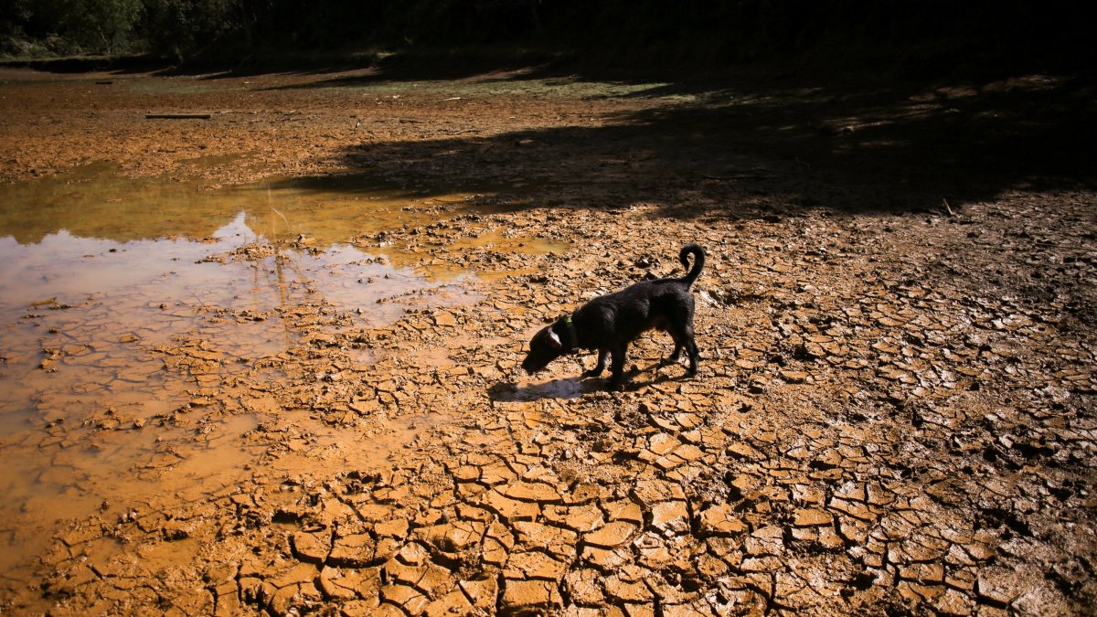 A dog walks on cracked ground at the dried-up Guarne Lagoon in Arvi Park amid drought conditions linked to the El Nino phenomenon, Medellin, Colombia, Sept. 3, 2026. (Reuters Photo)