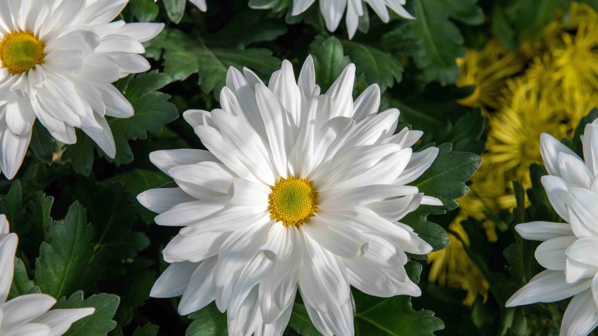 White daisy mums appear in full bloom at Longwood Gardens' annual Chrysanthemum Festival in Kennett Square, Pennsylvania, U.S., Nov. 5, 2020. (AP Photo)