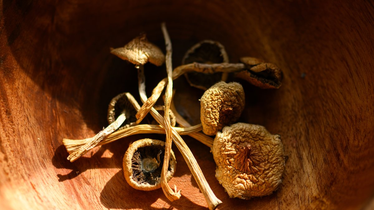 “A close-up of dried psilocybin mushrooms in a wooden bowl. (Shutterstock Photo)