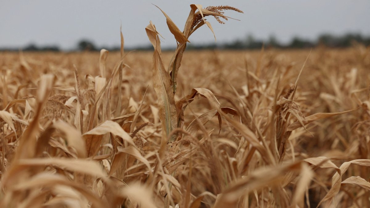 A drought-stricken corn field as record heatwaves and drought have aggravated climate risks for farmers in Hajduszoboszlo, Hungary, Aug. 26, 2026. (Reuters Photo)