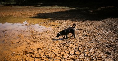 A dog walks on cracked ground at the dried-up Guarne Lagoon in Arvi Park amid drought conditions linked to the El Nino phenomenon, Medellin, Colombia, Sept. 3, 2026. (Reuters Photo)