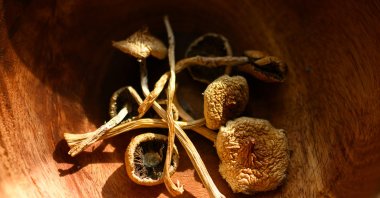 “A close-up of dried psilocybin mushrooms in a wooden bowl. (Shutterstock Photo)