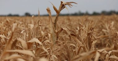 A drought-stricken corn field as record heatwaves and drought have aggravated climate risks for farmers in Hajduszoboszlo, Hungary, Aug. 26, 2026. (Reuters Photo)