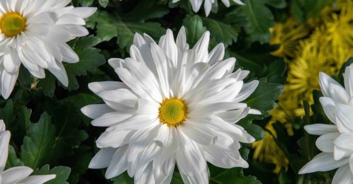 White daisy mums appear in full bloom at Longwood Gardens' annual Chrysanthemum Festival in Kennett Square, Pennsylvania, U.S., Nov. 5, 2020. (AP Photo)