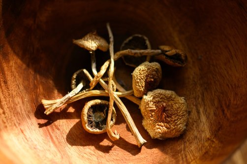 “A close-up of dried psilocybin mushrooms in a wooden bowl. (Shutterstock Photo)
