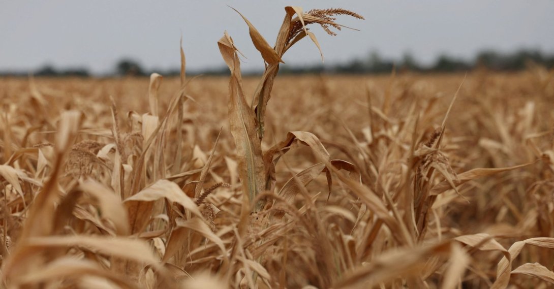 A drought-stricken corn field as record heatwaves and drought have aggravated climate risks for farmers in Hajduszoboszlo, Hungary, Aug. 26, 2026. (Reuters Photo)