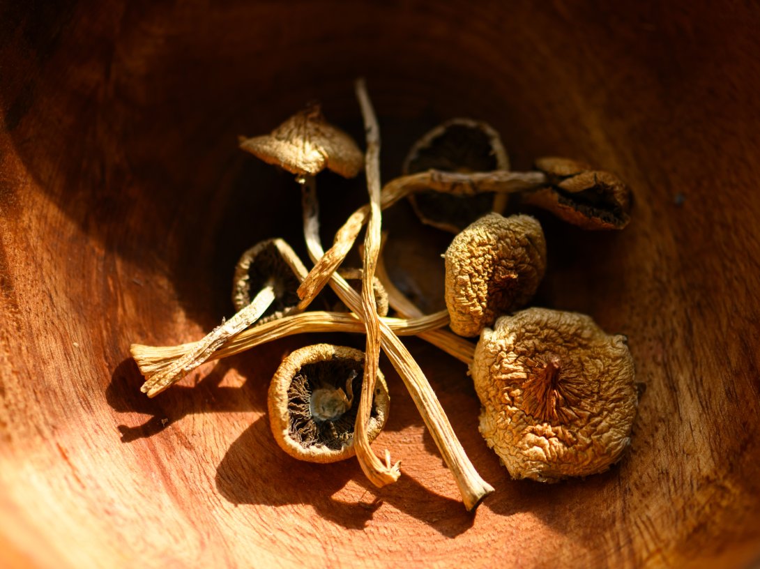 “A close-up of dried psilocybin mushrooms in a wooden bowl. (Shutterstock Photo)