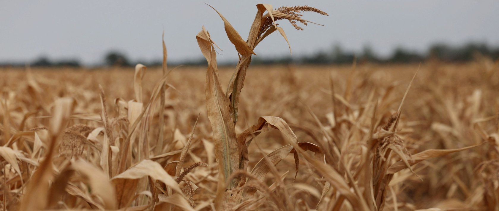 A drought-stricken corn field as record heatwaves and drought have aggravated climate risks for farmers in Hajduszoboszlo, Hungary, Aug. 26, 2026. (Reuters Photo)