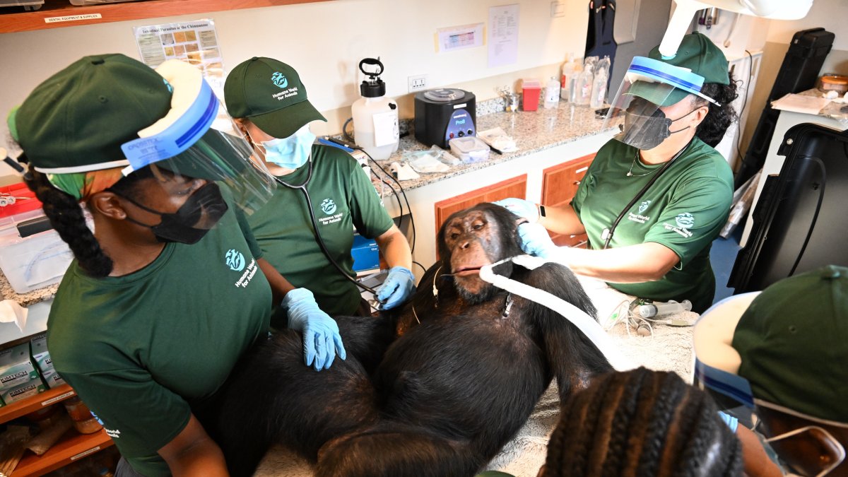 A chimpanzee formerly used in research receives a comprehensive health check at a retirement sanctuary for chimpanzees, Bapakwali, Liberia, Aug. 25, 2026. (AP Photo)