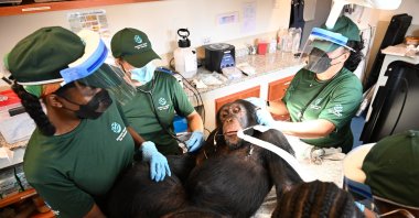 A chimpanzee formerly used in research receives a comprehensive health check at a retirement sanctuary for chimpanzees, Bapakwali, Liberia, Aug. 25, 2026. (AP Photo)