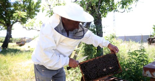 Ismail Çınar tends to his beehives after leaving Istanbul and starting a new life as a honey producer in his village, Kırklareli, Türkiye, June 11, 2026. (AA Photo)