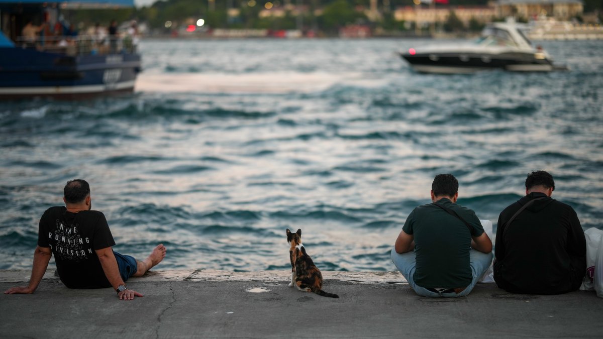 A stray cat sits next to people at the Karaköy sea promenade by the Bosporus, Istanbul, Türkiye, June 24, 2026. (AP Photo)