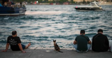 A stray cat sits next to people at the Karaköy sea promenade by the Bosporus, Istanbul, Türkiye, June 24, 2026. (AP Photo)