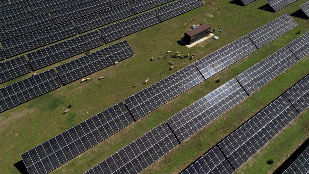 A drone view shows sheep grazing on a pasture next to solar panels near Girona, Spain, May 7, 2025. (Reuters Photo)
