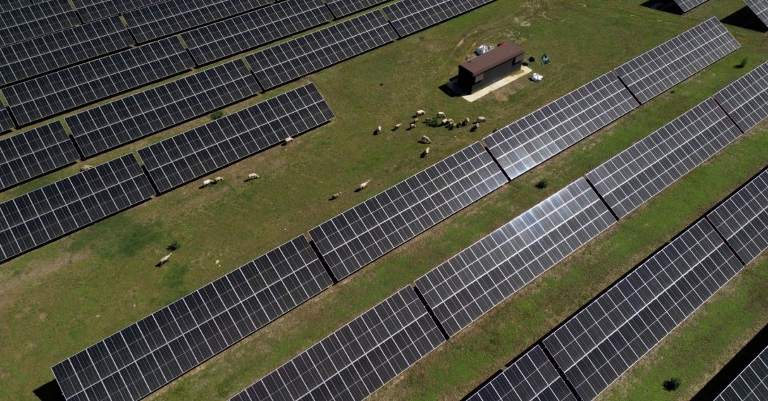 A drone view shows sheep grazing on a pasture next to solar panels near Girona, Spain, May 7, 2025. (Reuters Photo)
