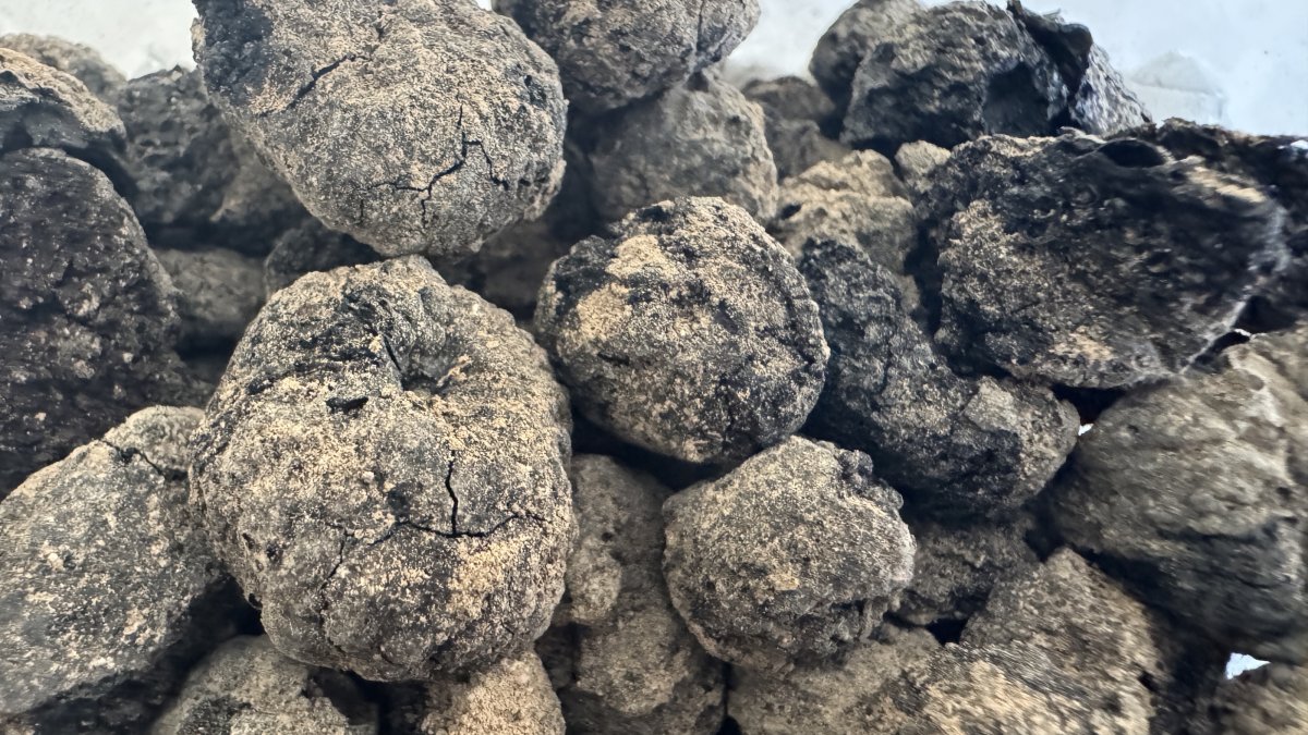 A close-up view of carbonized figs dating to 6300 B.C., found at Andık Cave, Balıkesir, Türkiye, Sept. 10, 2026. (AA Photo)