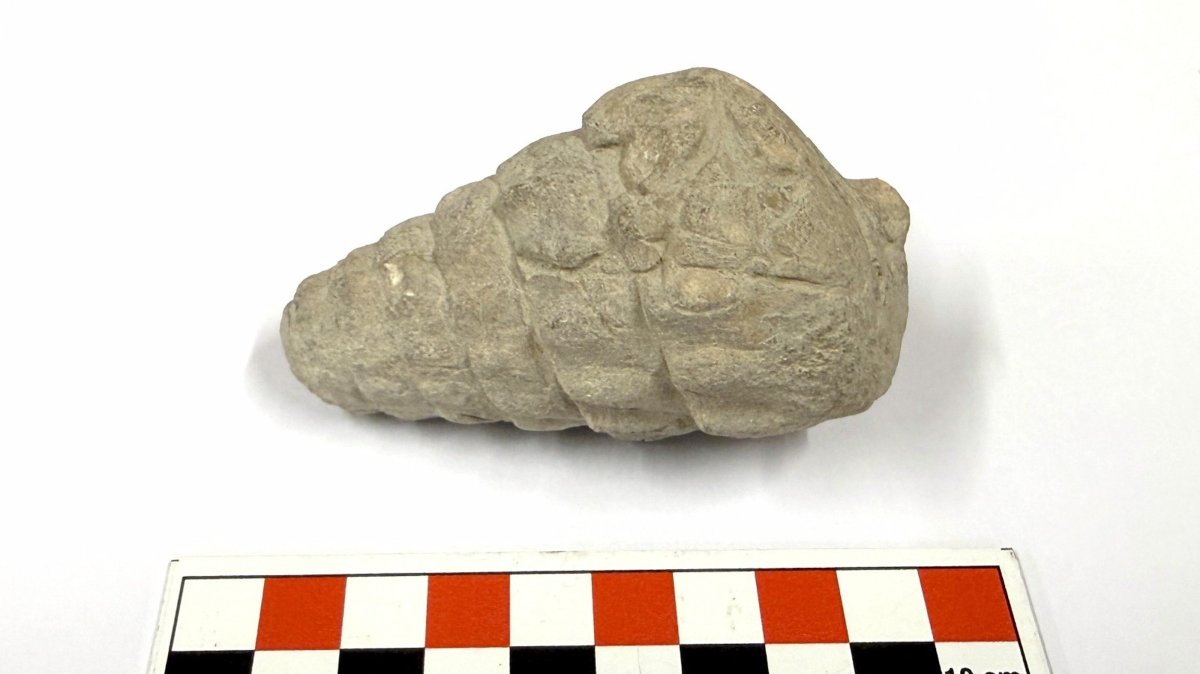 A close-up view of the 66 million-year-old gastropod fossil found, Ankara, Türkiye, Sept. 14, 2026. (AA Photo)