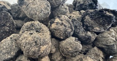 A close-up view of carbonized figs dating to 6300 B.C., found at Andık Cave, Balıkesir, Türkiye, Sept. 10, 2026. (AA Photo)