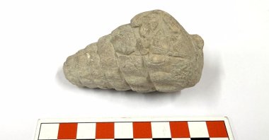 A close-up view of the 66 million-year-old gastropod fossil found, Ankara, Türkiye, Sept. 14, 2026. (AA Photo)