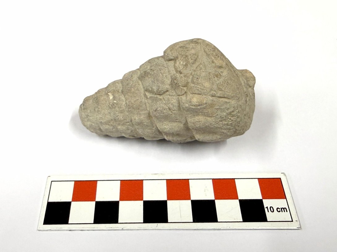A close-up view of the 66 million-year-old gastropod fossil found, Ankara, Türkiye, Sept. 14, 2026. (AA Photo)