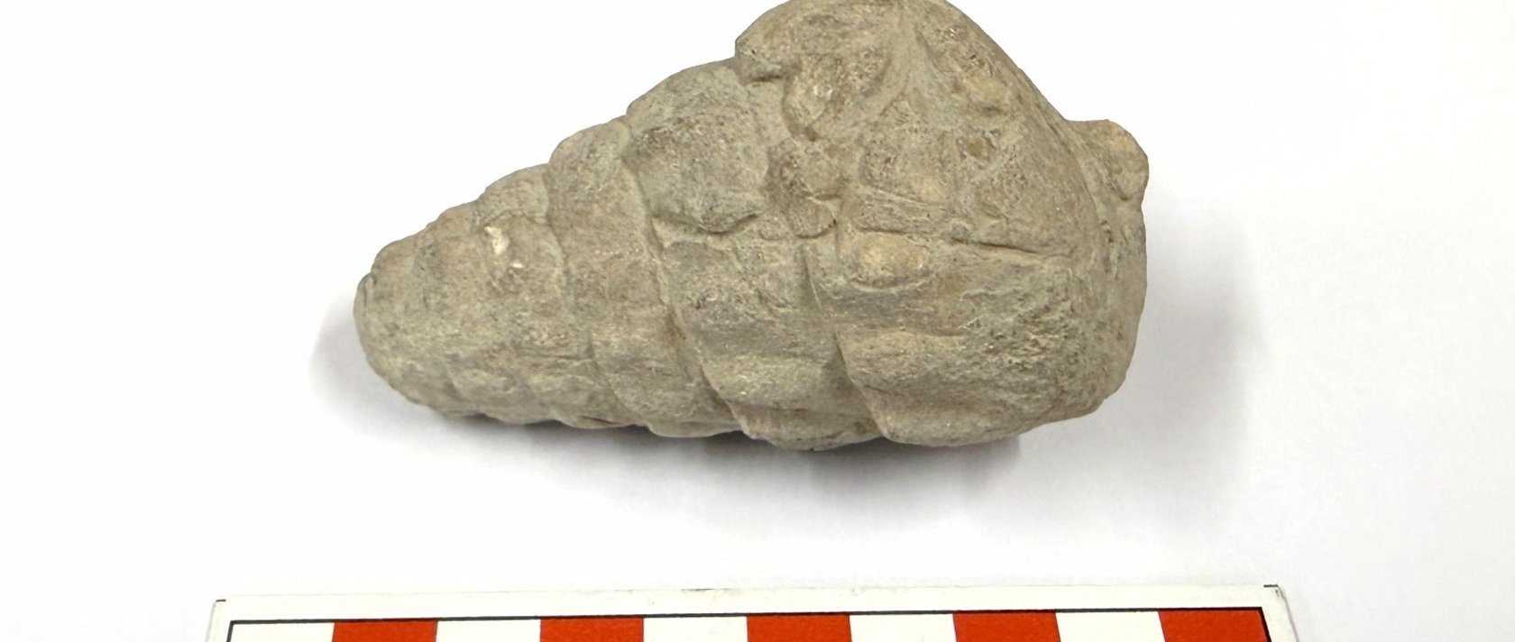 A close-up view of the 66 million-year-old gastropod fossil found, Ankara, Türkiye, Sept. 14, 2026. (AA Photo)