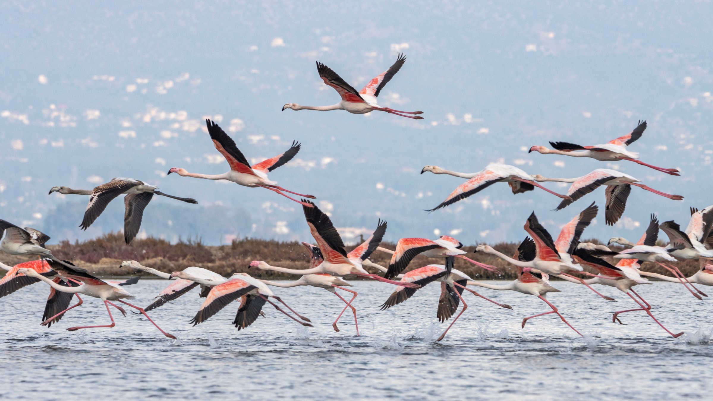 Nearly half of the world’s migratory bird species are experiencing population declines, while one in nine is threatened with extinction, according to a global assessment released. (Shutterstock Photo)