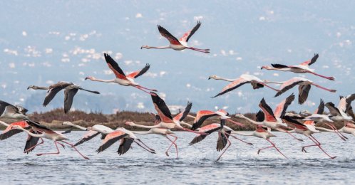 Nearly half of the world’s migratory bird species are experiencing population declines, while one in nine is threatened with extinction, according to a global assessment released. (Shutterstock Photo)