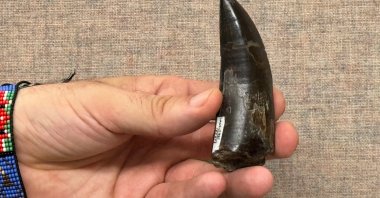 This undated photo provided by UCLA shows scientist Robert Eagle holding a Tyrannosaurus rex tooth that was used to measure the dinosaur’s body temperature, California, U.S. (AP Photo)