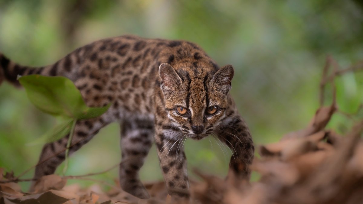 A Leopardus tilcayo cat, a species newly identified through research led by National Geographic explorer Paola Nogales Ascarrunz, walks at the Senda Verde animal refuge, Yungas region, Bolivia, Sept. 1, 2026. (Reuters Photo)
