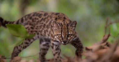 A Leopardus tilcayo cat, a species newly identified through research led by National Geographic explorer Paola Nogales Ascarrunz, walks at the Senda Verde animal refuge, Yungas region, Bolivia, Sept. 1, 2026. (Reuters Photo)