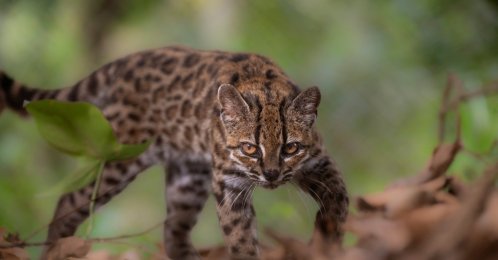 A Leopardus tilcayo cat, a species newly identified through research led by National Geographic explorer Paola Nogales Ascarrunz, walks at the Senda Verde animal refuge, Yungas region, Bolivia, Sept. 1, 2026. (Reuters Photo)