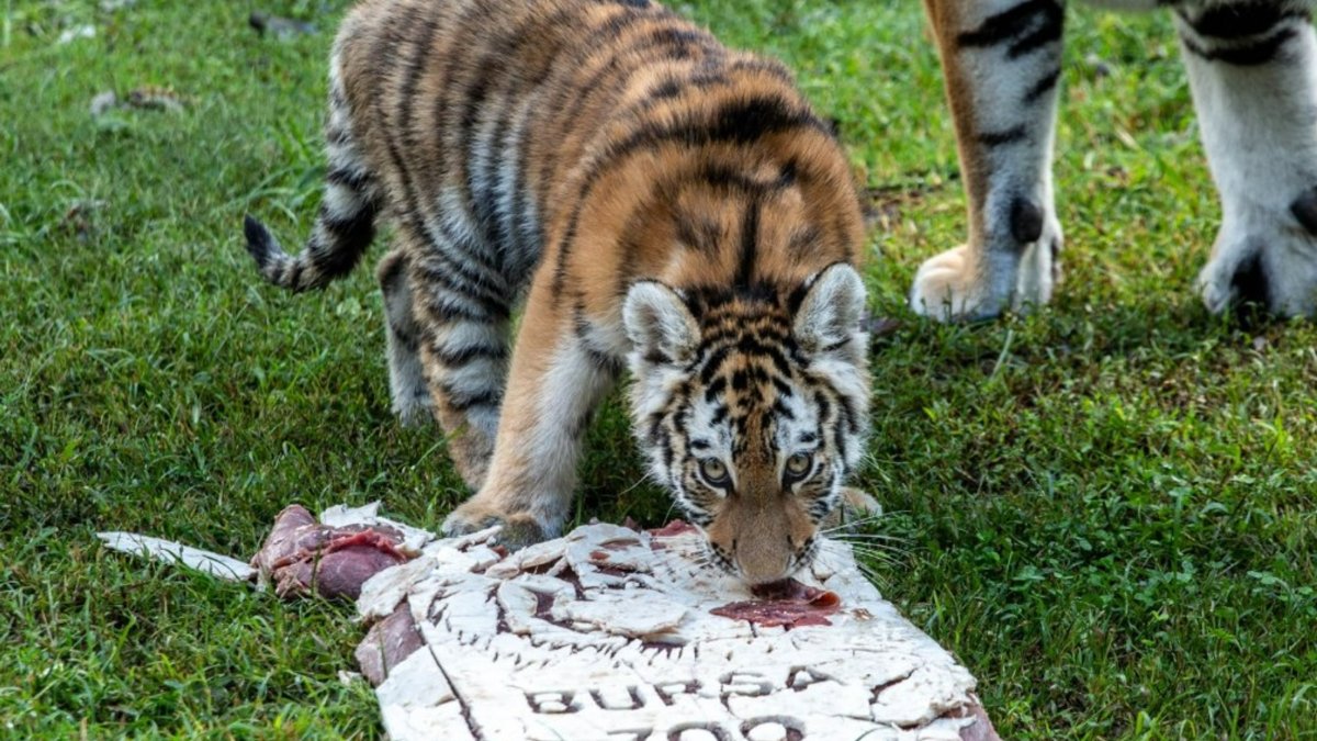 Siberian tiger cub Virginia eats a special cake prepared to mark her 100th day at Bursa Metropolitan Municipality Zoo, Bursa, Türkiye, Sept. 21, 2026. (DHA Photo)